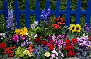 разноцветный сад